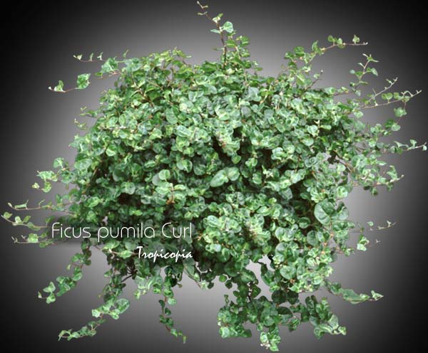 Ficus - Ficus pumila 'Curl' - Creeping fig